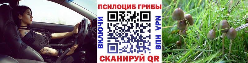 Псилоцибиновые грибы Cubensis  закладки  Кореновск 